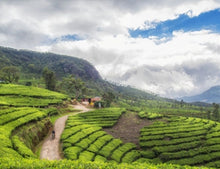 KERALA 6 Nights with Aryan Dream Holidays// @29999