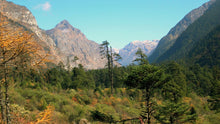 Shingba Rhododendron Sanctuary near Yumthang Valley — Aryan Dream Holidays